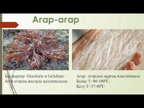 Агар-агар Балдырлар Gracilaria и Gelidium – Агар агарды жасауда қолданылады