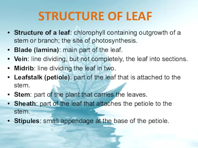 STRUCTURE OF LEAF Structure of a leaf: chlorophyll containing outgrowth