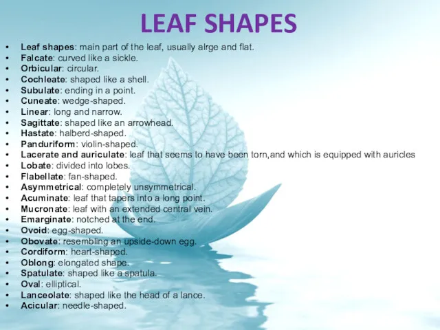 LEAF SHAPES Leaf shapes: main part of the leaf, usually