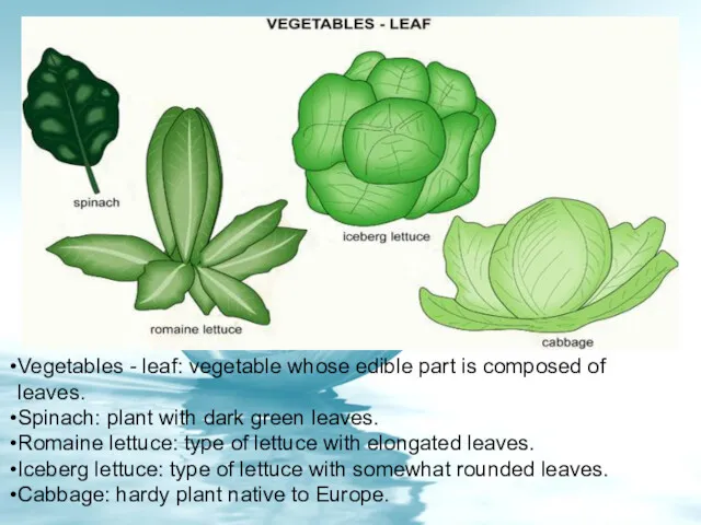 Vegetables - leaf: vegetable whose edible part is composed of