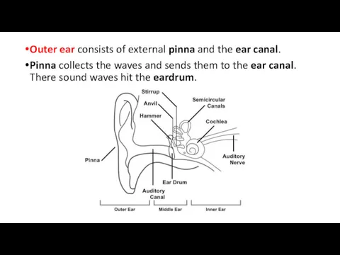 Outer ear consists of external pinna and the ear canal.