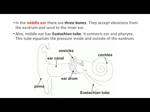In the middle ear there are three bones. They accept