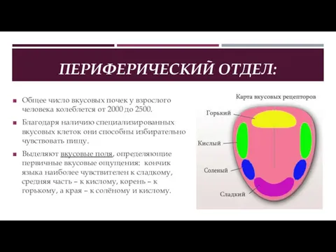 ПЕРИФЕРИЧЕСКИЙ ОТДЕЛ: Общее число вкусовых почек у взрослого человека колеблется