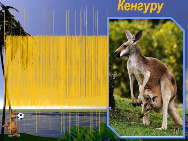 Кенгуру Это – всем известный кенгуру. У него мощные задние