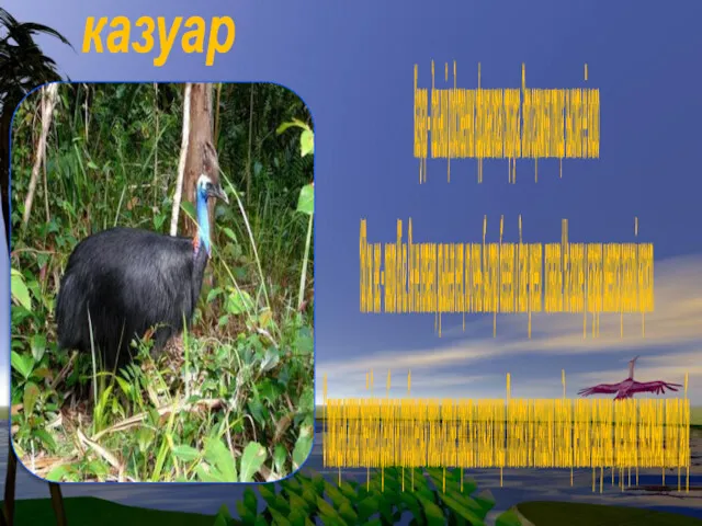 казуар Казуар – дальний родственник африканского страуса. Это огромная птица: