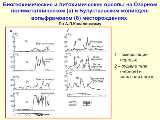 Биогеохимические и литохимические ореолы на Озерном полиметаллическом (а) и Булуктаевском молибден-вольфрамовом (б) месторождениях.