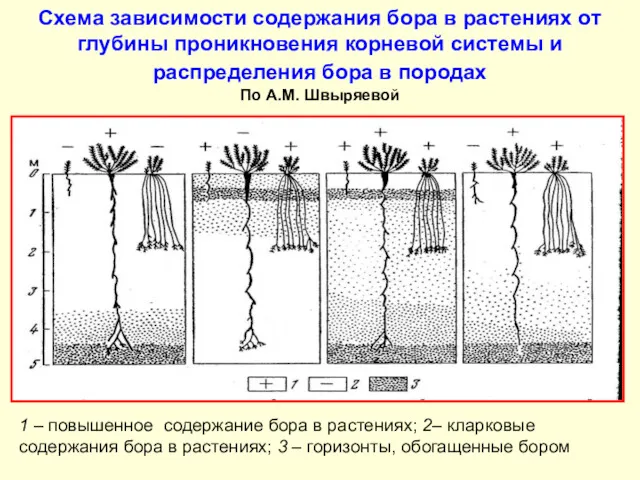 Схема зависимости содержания бора в растениях от глубины проникновения корневой системы и распределения