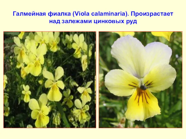 Галмейная фиалка (Viola calaminaria). Произрастает над залежами цинковых руд