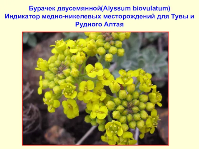 Бурачек двусемянной(Alyssum biovulatum) Индикатор медно-никелевых месторождений для Тувы и Рудного Алтая