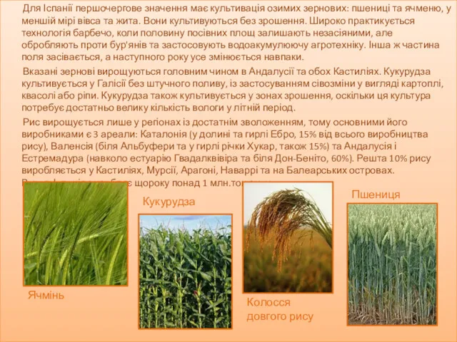 Для Іспанії першочергове значення має культивація озимих зернових: пшениці та