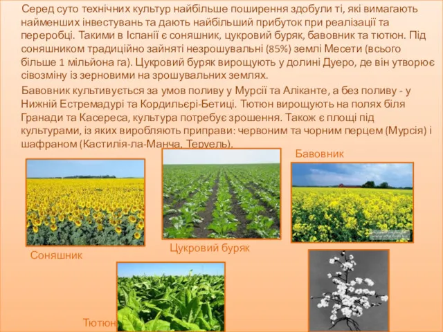 Серед суто технічних культур найбільше поширення здобули ті, які вимагають