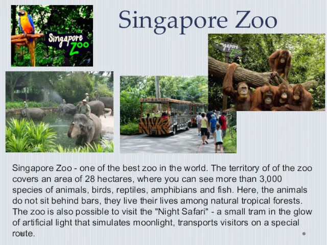 Singapore Zoo Singapore Zoo - one of the best zoo