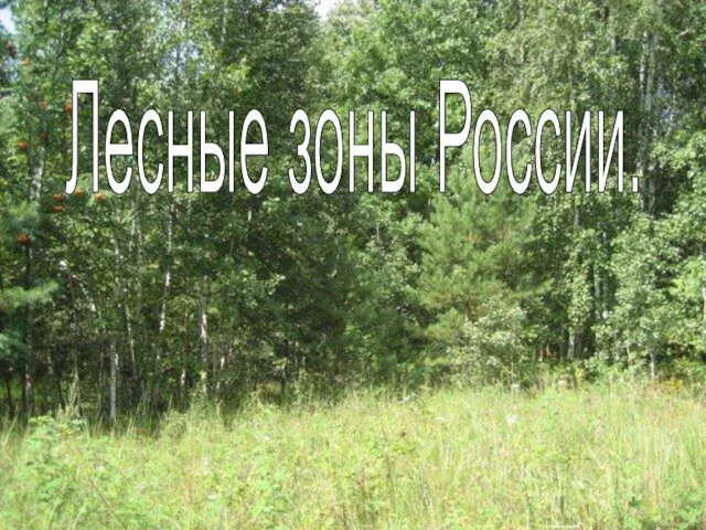 Лесные зоны России.