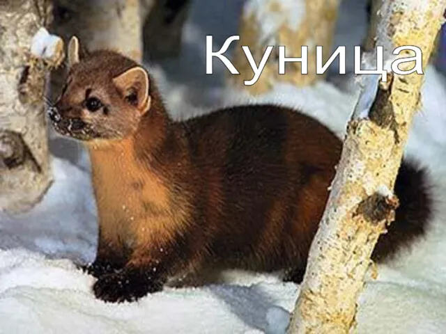 Куница