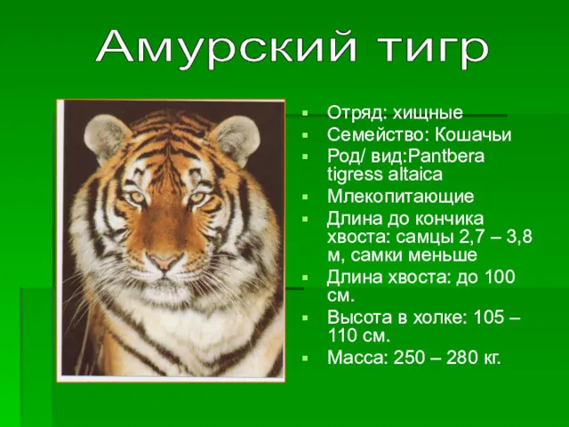 Отряд: хищные Семейство: Кошачьи Род/ вид:Pantbera tigress altaica Млекопитающие Длина