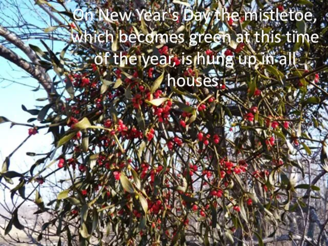 On New Year's Day the mistletoe, which becomes green at