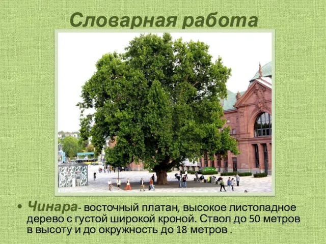 Словарная работа Чинара- восточный платан, высокое листопадное дерево с густой