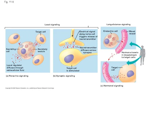 Fig. 11-5 Local signaling Target cell Secreting cell Secretory vesicle Local regulator diffuses