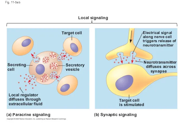 Fig. 11-5ab Local signaling Target cell Secretory vesicle Secreting cell Local regulator diffuses