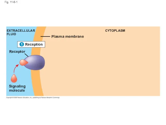 Fig. 11-6-1 Reception 1 EXTRACELLULAR FLUID Signaling molecule Plasma membrane CYTOPLASM 1 Receptor