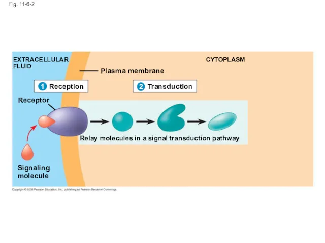 Fig. 11-6-2 1 EXTRACELLULAR FLUID Signaling molecule Plasma membrane CYTOPLASM Transduction 2 Relay