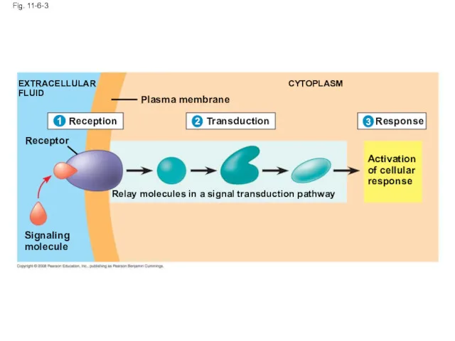 Fig. 11-6-3 EXTRACELLULAR FLUID Plasma membrane CYTOPLASM Receptor Signaling molecule Relay molecules in