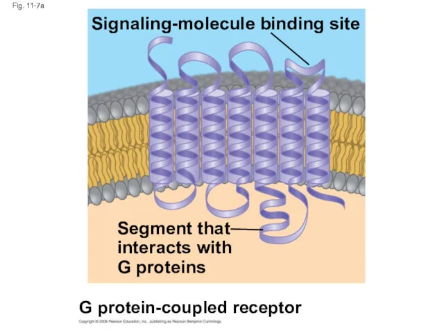 Fig. 11-7a Signaling-molecule binding site Segment that interacts with G proteins G protein-coupled receptor
