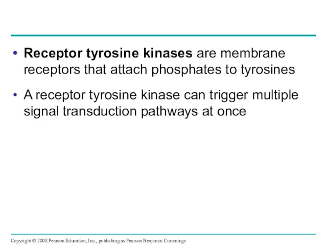 Receptor tyrosine kinases are membrane receptors that attach phosphates to tyrosines A receptor