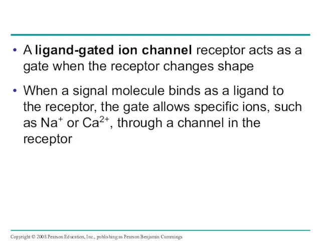 A ligand-gated ion channel receptor acts as a gate when