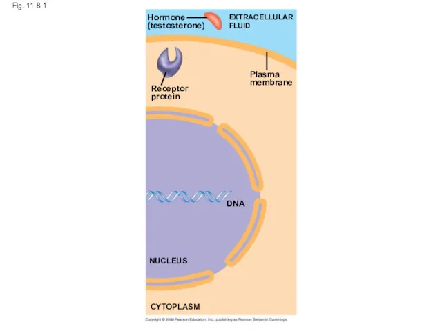 Fig. 11-8-1 Hormone (testosterone) Receptor protein Plasma membrane EXTRACELLULAR FLUID DNA NUCLEUS CYTOPLASM