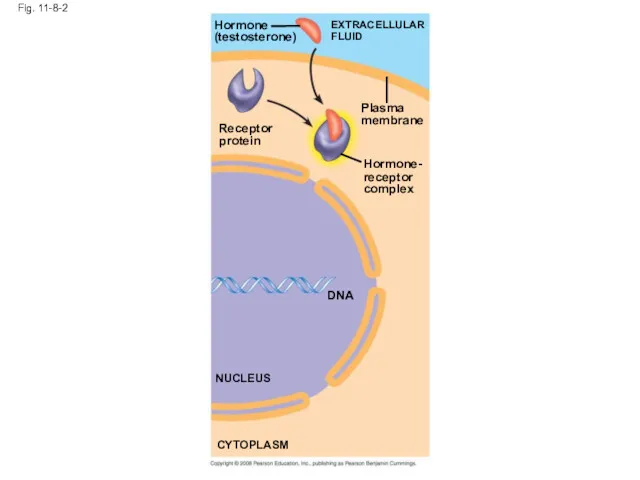 Fig. 11-8-2 Receptor protein Hormone (testosterone) EXTRACELLULAR FLUID Plasma membrane Hormone- receptor complex DNA NUCLEUS CYTOPLASM