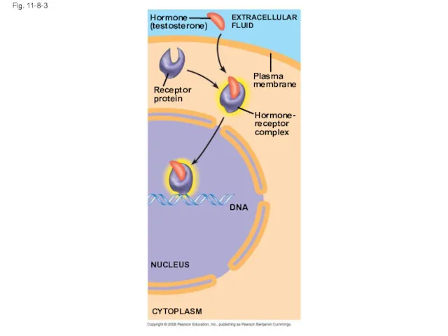 Fig. 11-8-3 Hormone (testosterone) EXTRACELLULAR FLUID Receptor protein Plasma membrane Hormone- receptor complex DNA NUCLEUS CYTOPLASM