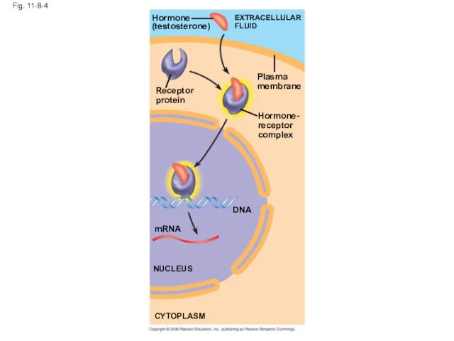 Fig. 11-8-4 Hormone (testosterone) EXTRACELLULAR FLUID Plasma membrane Receptor protein Hormone- receptor complex