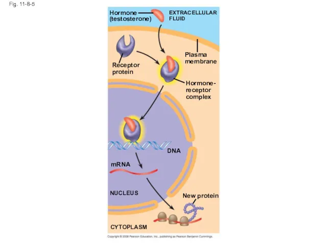 Fig. 11-8-5 Hormone (testosterone) EXTRACELLULAR FLUID Receptor protein Plasma membrane Hormone- receptor complex