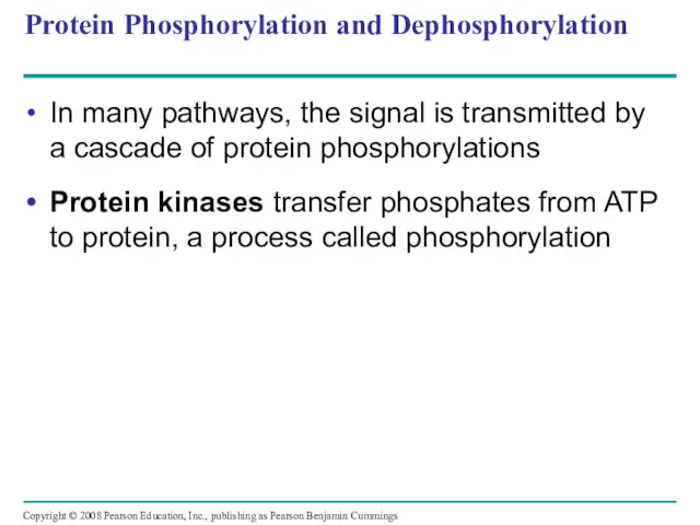 Protein Phosphorylation and Dephosphorylation In many pathways, the signal is transmitted by a