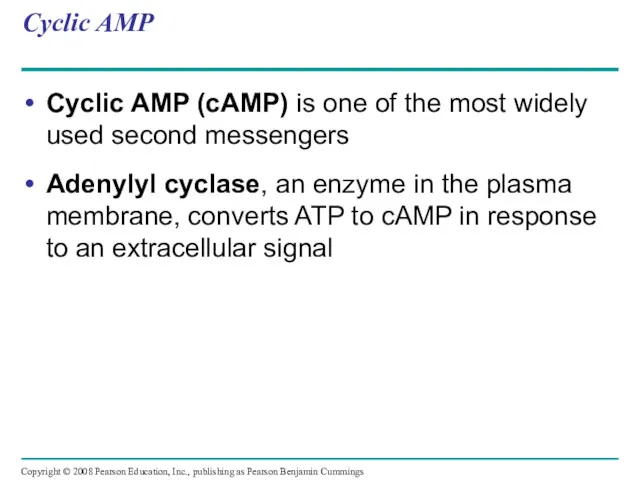 Cyclic AMP Cyclic AMP (cAMP) is one of the most widely used second