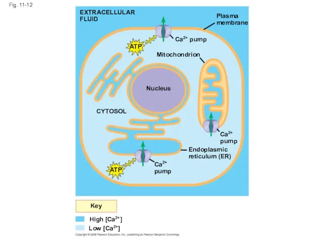 EXTRACELLULAR FLUID Fig. 11-12 ATP Nucleus Mitochondrion Ca2+ pump Plasma