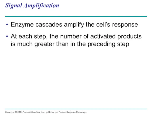 Signal Amplification Enzyme cascades amplify the cell’s response At each step, the number