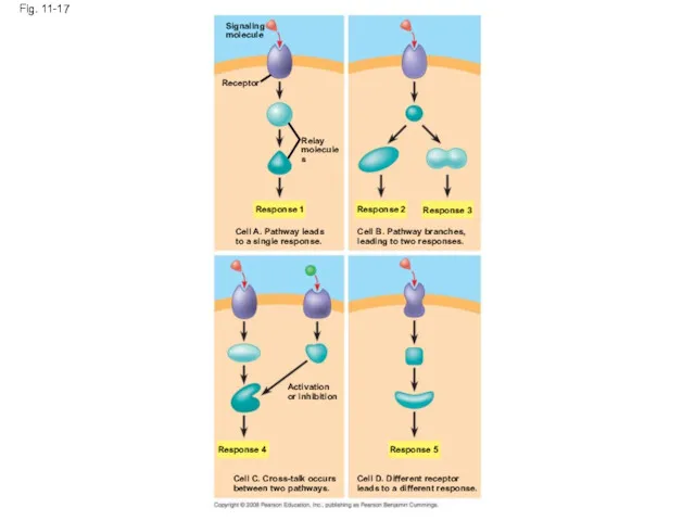 Fig. 11-17 Signaling molecule Receptor Relay molecules Response 1 Cell A. Pathway leads