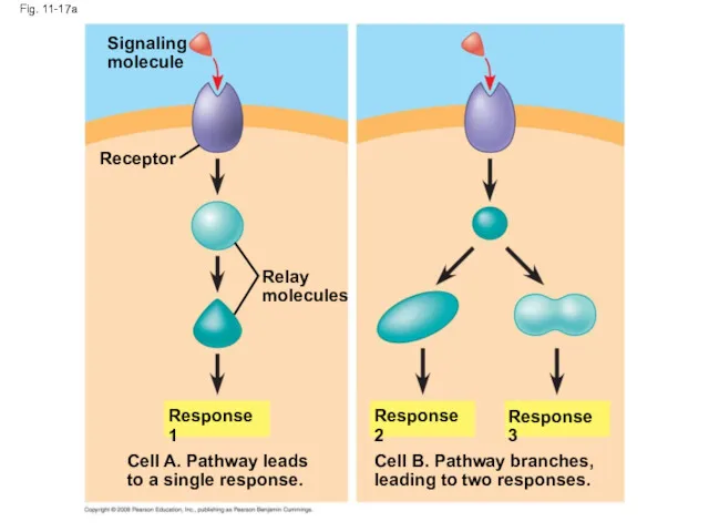 Fig. 11-17a Signaling molecule Receptor Relay molecules Response 1 Cell A. Pathway leads