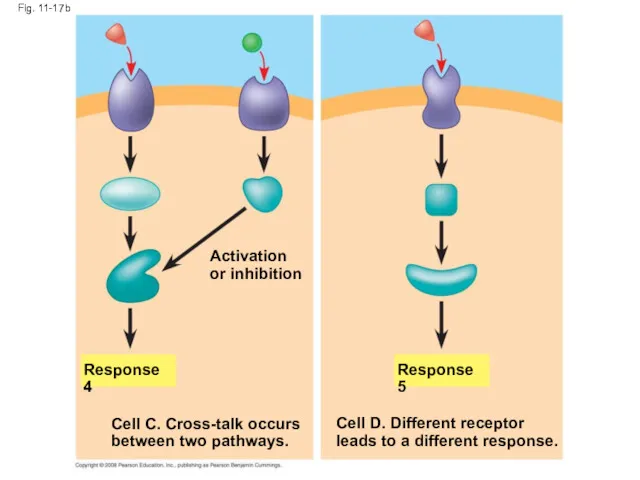 Fig. 11-17b Response 4 Response 5 Activation or inhibition Cell C. Cross-talk occurs