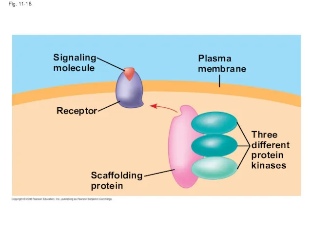 Fig. 11-18 Signaling molecule Receptor Scaffolding protein Plasma membrane Three different protein kinases