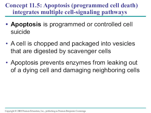 Concept 11.5: Apoptosis (programmed cell death) integrates multiple cell-signaling pathways Apoptosis is programmed