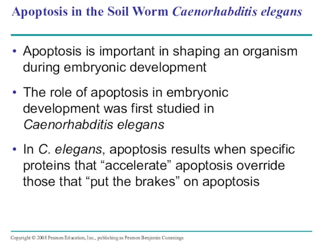 Apoptosis in the Soil Worm Caenorhabditis elegans Apoptosis is important in shaping an