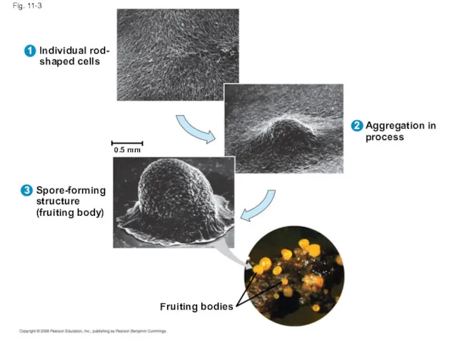 Fig. 11-3 Individual rod- shaped cells Spore-forming structure (fruiting body) Aggregation in process