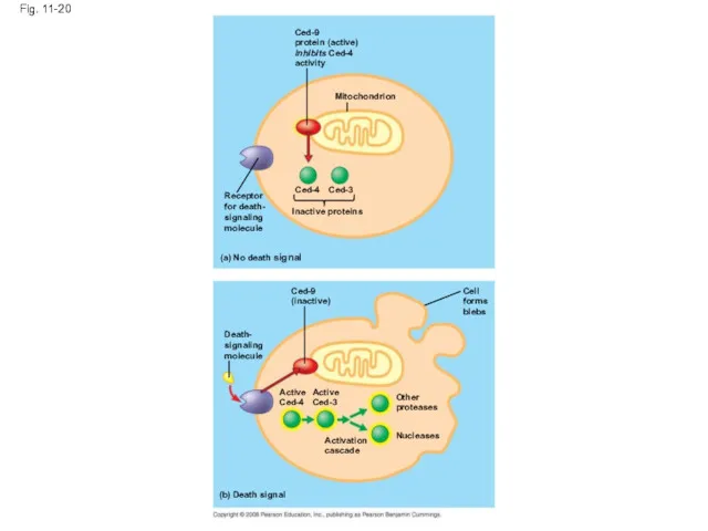 Fig. 11-20 Ced-9 protein (active) inhibits Ced-4 activity Mitochondrion Receptor for death- signaling