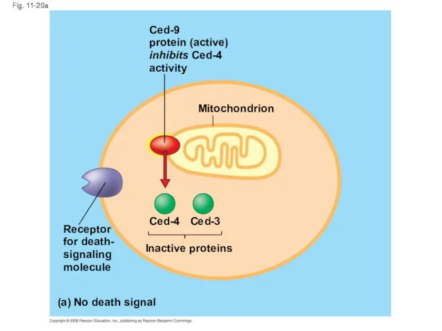 Fig. 11-20a Ced-9 protein (active) inhibits Ced-4 activity Mitochondrion Ced-4 Ced-3 Receptor for