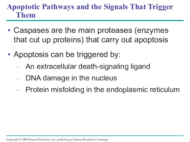 Apoptotic Pathways and the Signals That Trigger Them Caspases are the main proteases