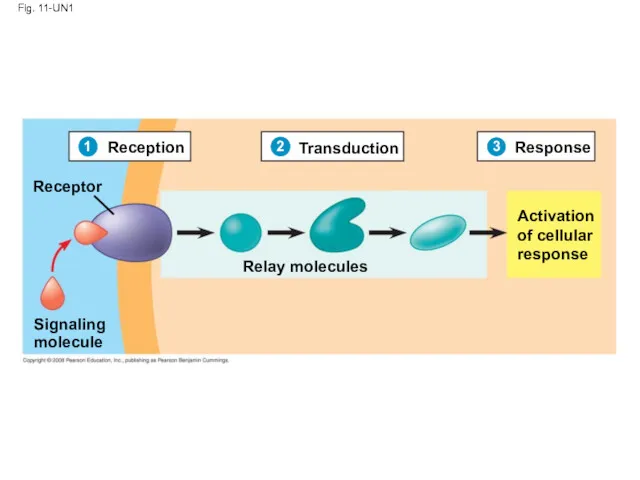 Fig. 11-UN1 Reception Transduction Response Receptor Relay molecules Signaling molecule Activation of cellular