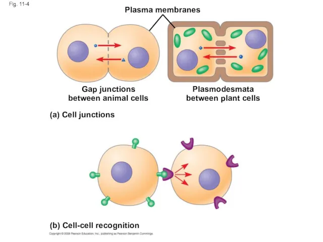 Fig. 11-4 Plasma membranes Gap junctions between animal cells (a) Cell junctions Plasmodesmata